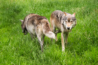 UK Wolf Conservation Trust 2015