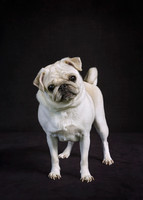 Doris