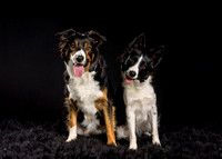 Bailey & Millie 2