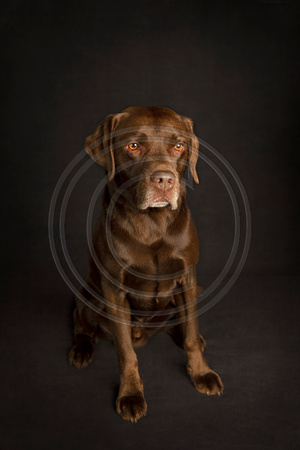 Toby 2