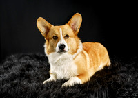 Biscuit