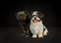 Frankie & Oscar